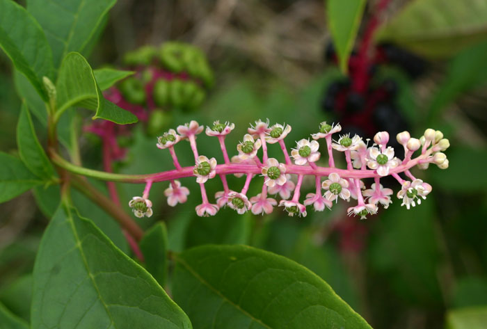 Phytolacca americana / Fitolacca, Cremesina, Uva-turca